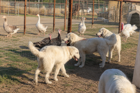 2287353989 Inside Our Maremma Puppy Program