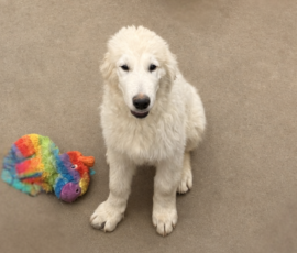 2922588056 Pippin & Nova Litter 5/26