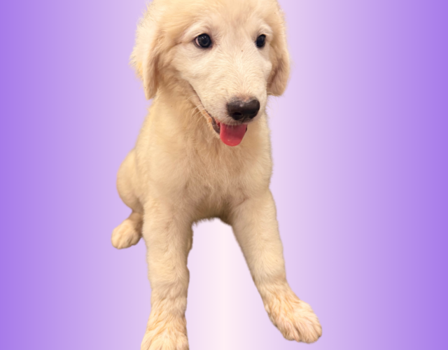3650508419 Available Maremma Puppies