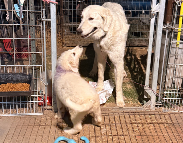 2456542499 Available Maremma Puppies