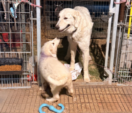 2967001811 Pippin & Electra Litter 5/26