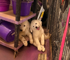 4175335069 Pippin & Nova Litter 5/26