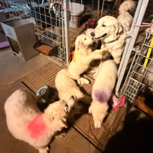 1220915134 Inside Our Maremma Puppy Program