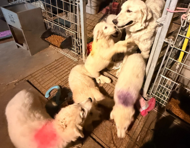 2221174170 Available Maremma Puppies
