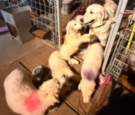 742353589 Pippin & Electra Litter 5/26