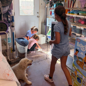 2334258627 Inside Our Maremma Puppy Program