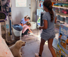 2803950240 Pippin & Nova Litter 5/26