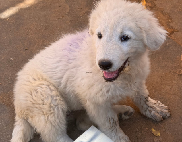 4041276429 Available Maremma Puppies