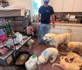 264343395 Pippin & Nova Litter 5/26
