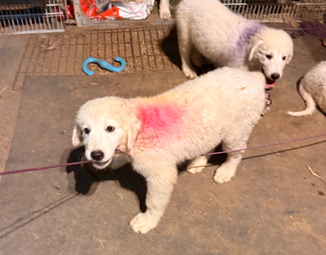 2655870588 Available Maremma Puppies