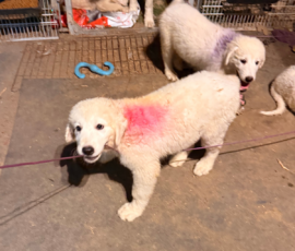 2886895015 Pippin & Electra Litter 5/26