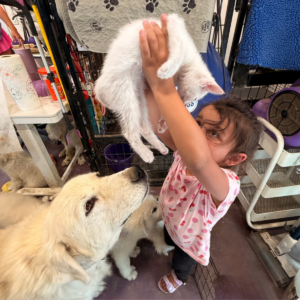 2282800725 Inside Our Maremma Puppy Program