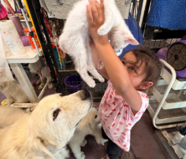 336261163 Pippin & Marisa Litter 5/26