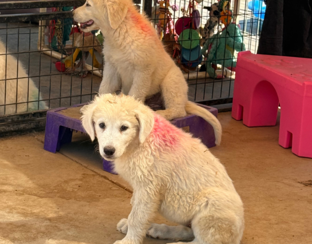 577663670 Available Maremma Puppies
