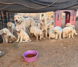2177827477 Pippin & Nova Litter 5/26