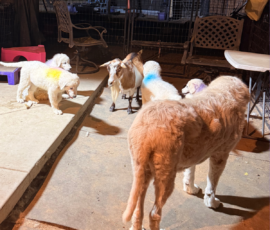 1529298096 Pippin & Electra Litter 5/26