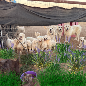 2526295393 Inside Our Maremma Puppy Program