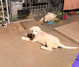 1233714016 Pippin & Electra Litter 5/26
