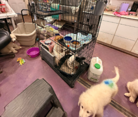 3639361114 Pippin & Nova Litter 5/26