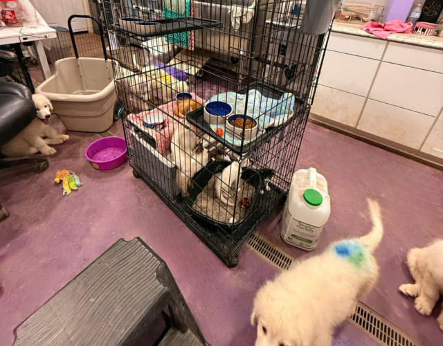 3724212670 Available Maremma Puppies