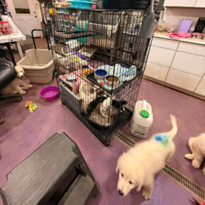 4109183289 Inside Our Maremma Puppy Program