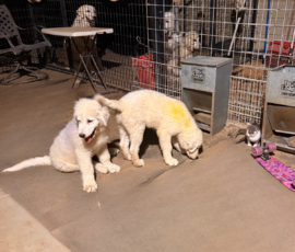 2882083373 Pippin & Electra Litter 5/26