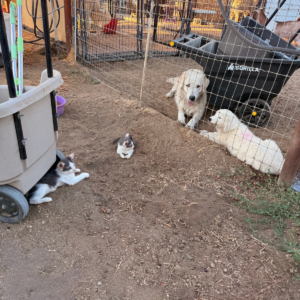 2479425517 Inside Our Maremma Puppy Program
