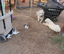 3462502562 Pippin & Electra Litter 5/26