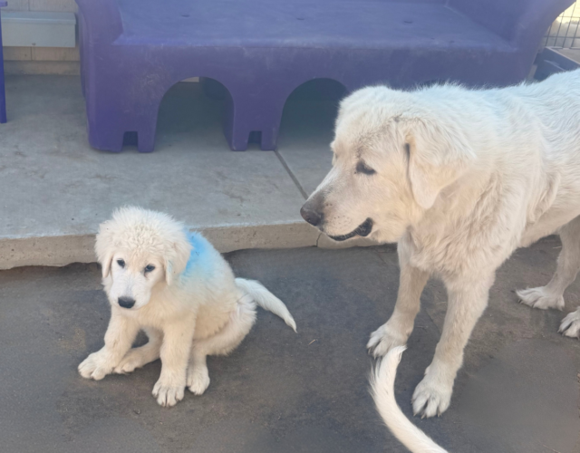1935646940 Available Maremma Puppies