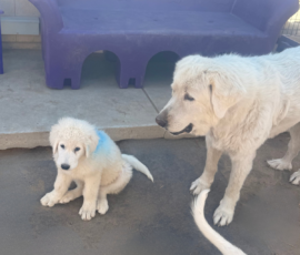 4213629671 Pippin & Electra Litter 5/26