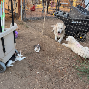 2438782547 Inside Our Maremma Puppy Program