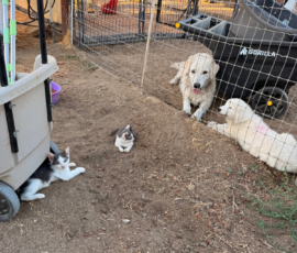 3438559516 Pippin & Electra Litter 5/26