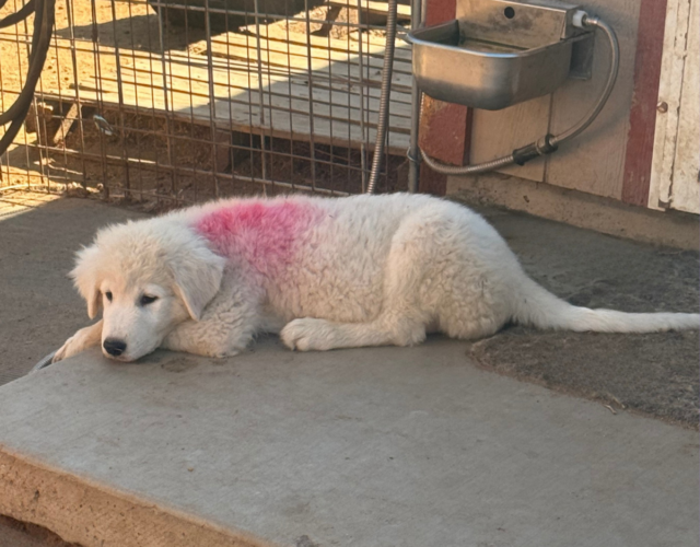 152502959 Available Maremma Puppies