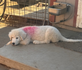426181546 Pippin & Electra Litter 5/26