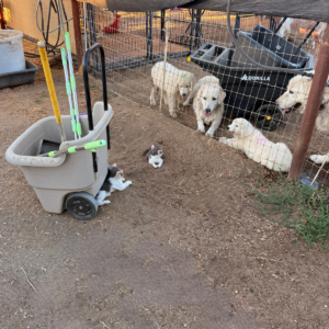 1528000176 Inside Our Maremma Puppy Program