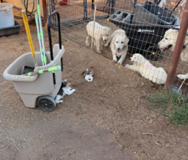 3179939912 Pippin & Nova Litter 5/26