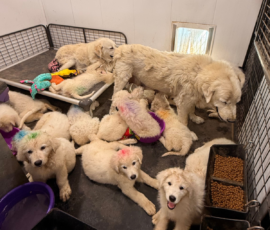1715163557 Pippin & Nova Litter 5/26
