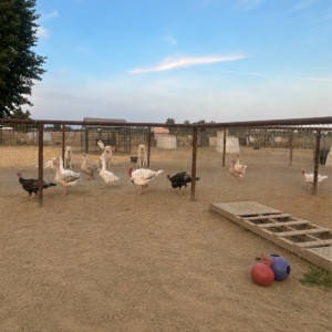 4015879578 Inside Our Maremma Puppy Program