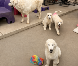 3873691928 Pippin & Nova Litter 5/26