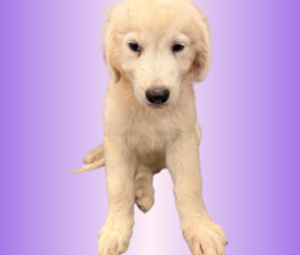 1306570257 Pippin & Electra Litter 5/26