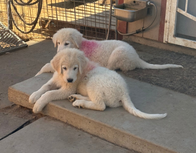 3745199277 Available Maremma Puppies
