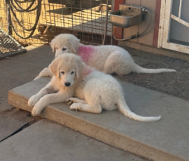 718063696 Pippin & Electra Litter 5/26