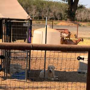 848761076 Inside Our Maremma Puppy Program