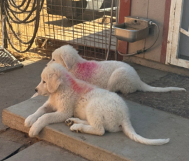 1016520637 Pippin & Electra Litter 5/26