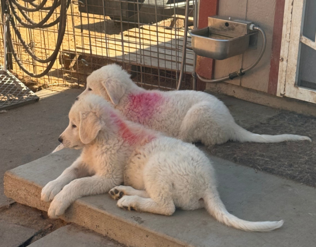 291169039 Available Maremma Puppies