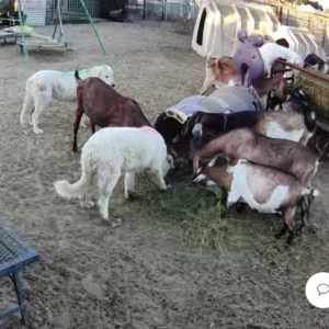 3491915016 Inside Our Maremma Puppy Program
