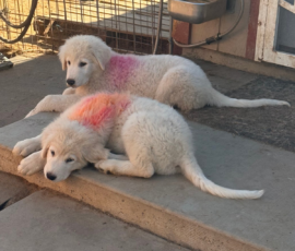 2181797389 Pippin & Electra Litter 5/26