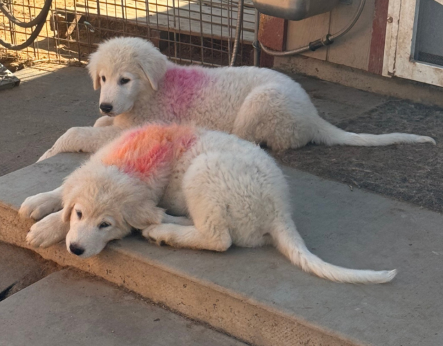 3697275875 Available Maremma Puppies