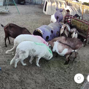 2166858813 Inside Our Maremma Puppy Program