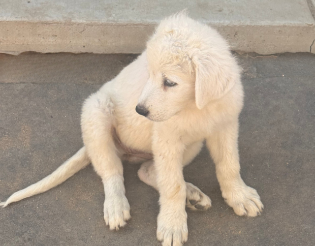2471619854 Available Maremma Puppies